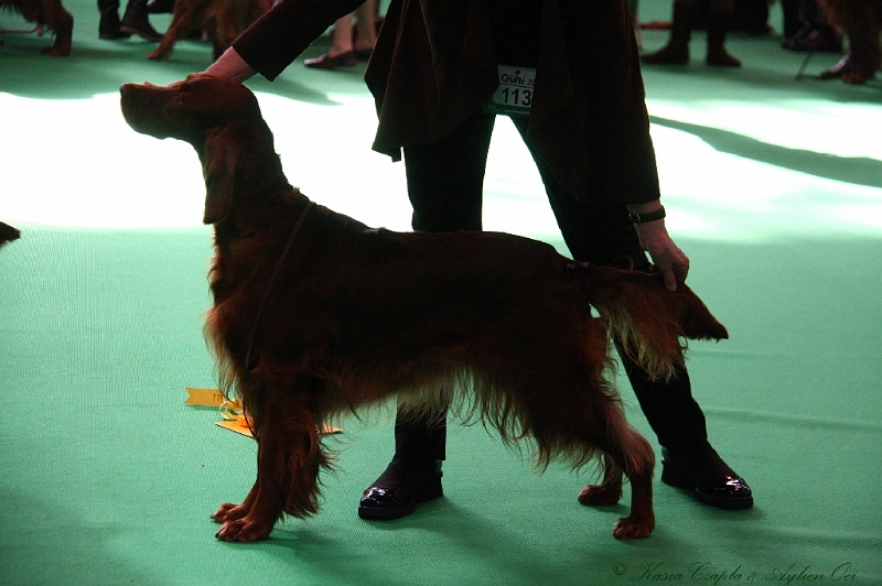 Crufts2011 655.jpg